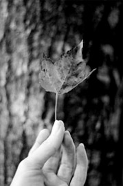 © Greer Versteeg © Green Versteeg